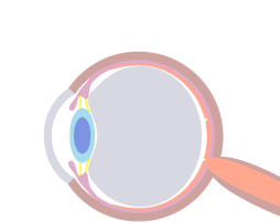 正常な目のイメージ図